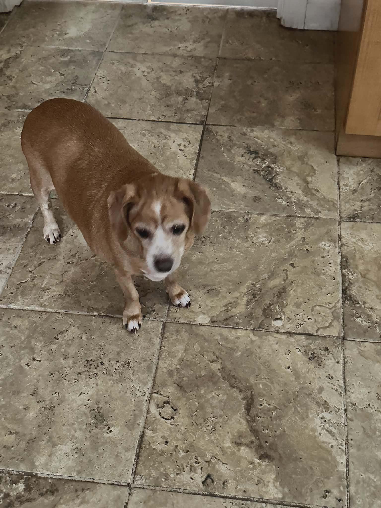 Enlarge Sandy (Bev-fostered in NE), an adoptable mixed breed in Brooklyn, CT image 2/4