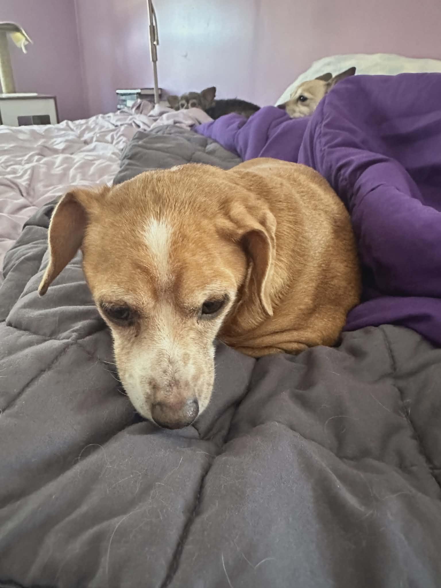 Enlarge Sandy (Bev-fostered in NE), an adoptable mixed breed in Brooklyn, CT image 4/4