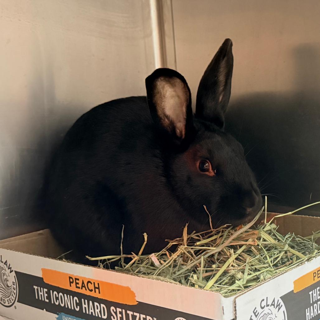 Vadar, Adoptable, Young Male Bunny Rabbit.