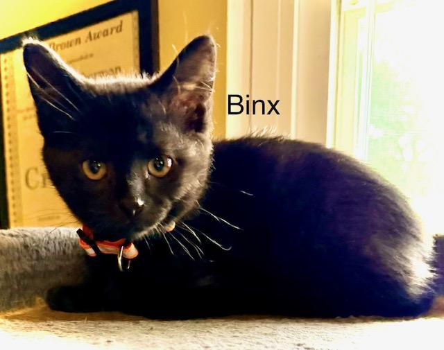 Binx, a Adoptable Domestic Short Hair in Annapolis, MD image 2/2