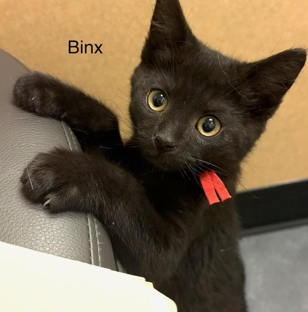Binx, a Adoptable Domestic Short Hair in Annapolis, MD image 1/2