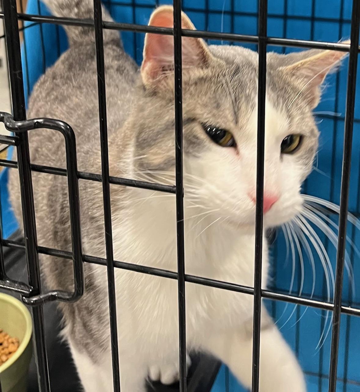 Enlarge Sub Zero, a ADOPTABLE Domestic Short Hair in Webster City, IA image 1/1