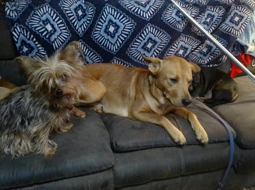 Junior, Adoptable, Young Male Golden Retriever & Australian Cattle Dog / Blue Heeler.