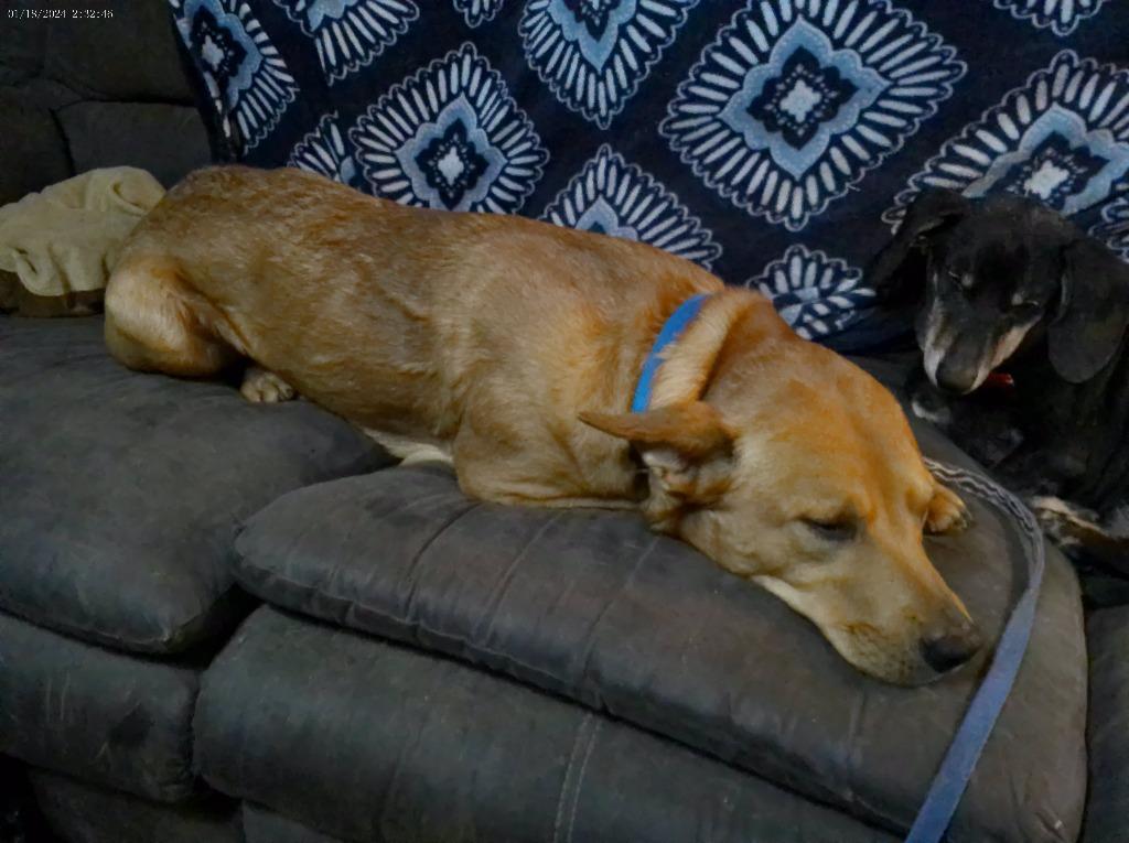 Junior, Adoptable, Young Male Golden Retriever & Australian Cattle Dog / Blue Heeler.