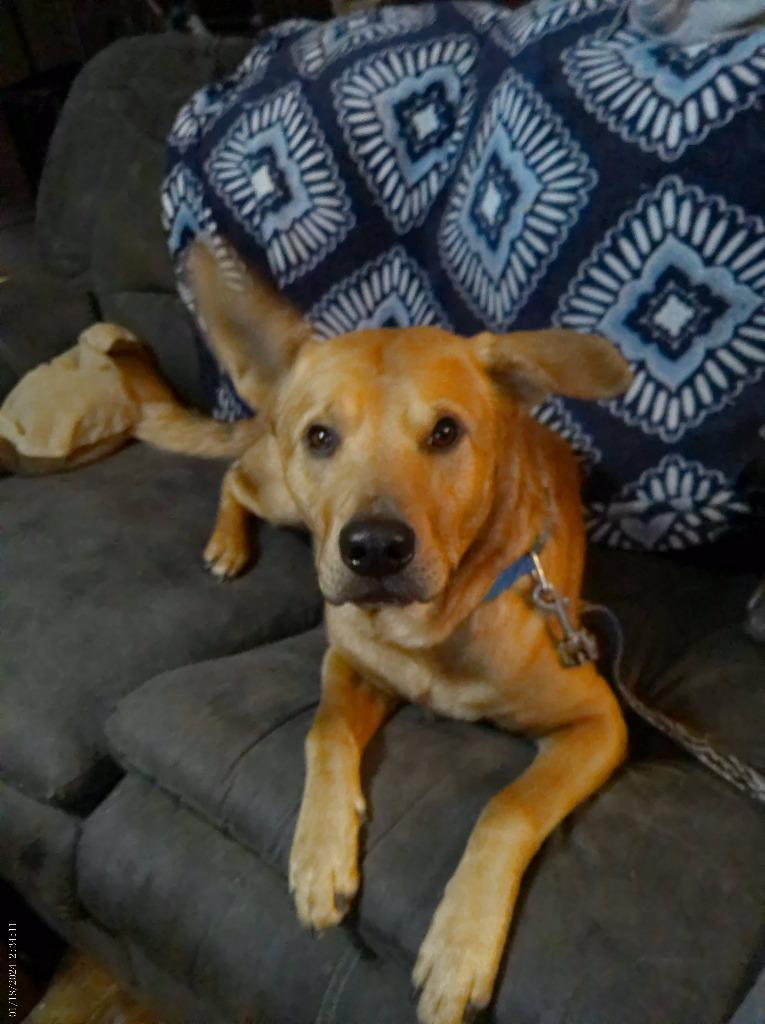 Enlarge Junior, a Adoptable mixed breed in Waxhaw, NC image 3/3