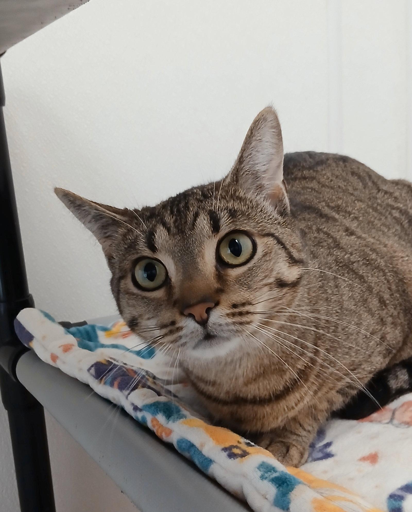 Créme Bruleé, Adoptable, Adult Female Tabby & Domestic Short Hair.
