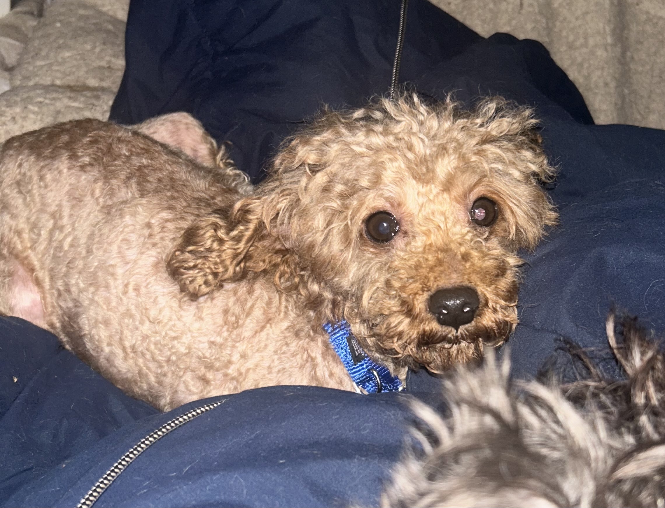 Dog for adoption Jubilee, a Poodle (Toy) in Oak Ridge, NJ Petfinder