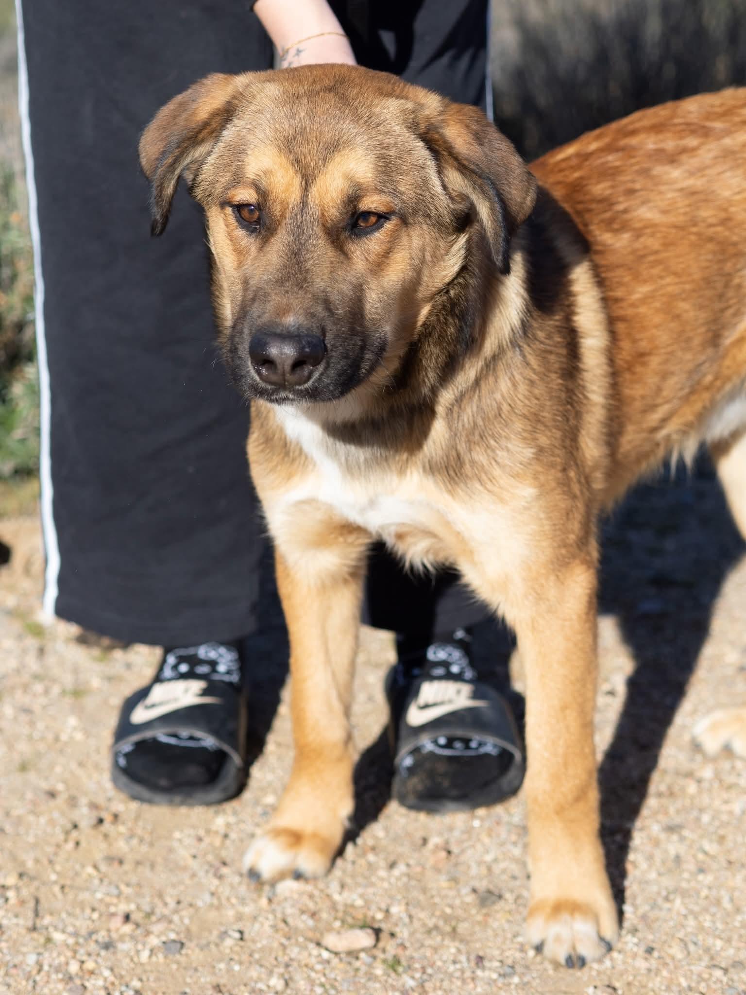 Enlarge Buddy, an adopted mixed breed in Globe, AZ image 1/1