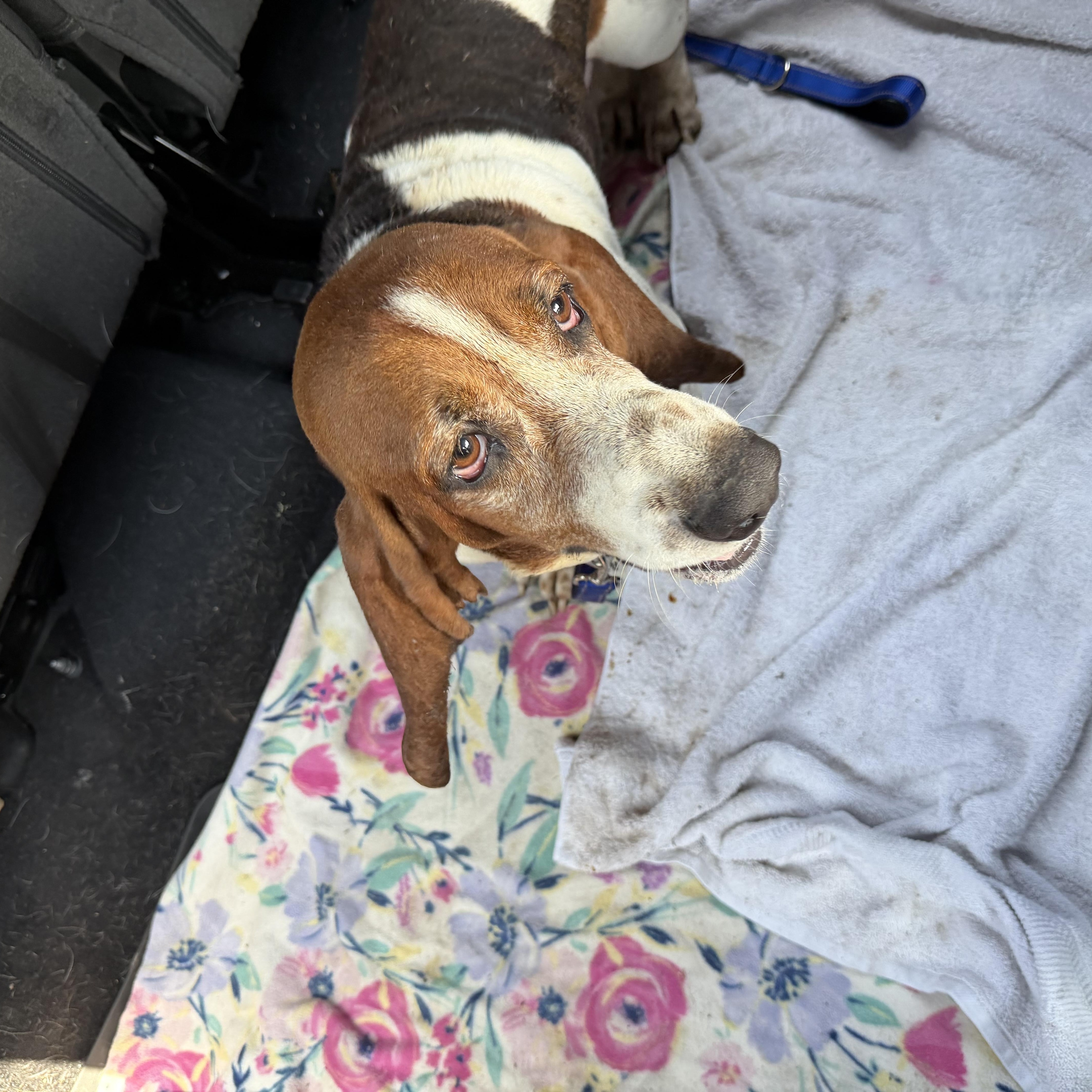 Loki, a Adoptable Basset Hound in Auburndale, FL image 4/4