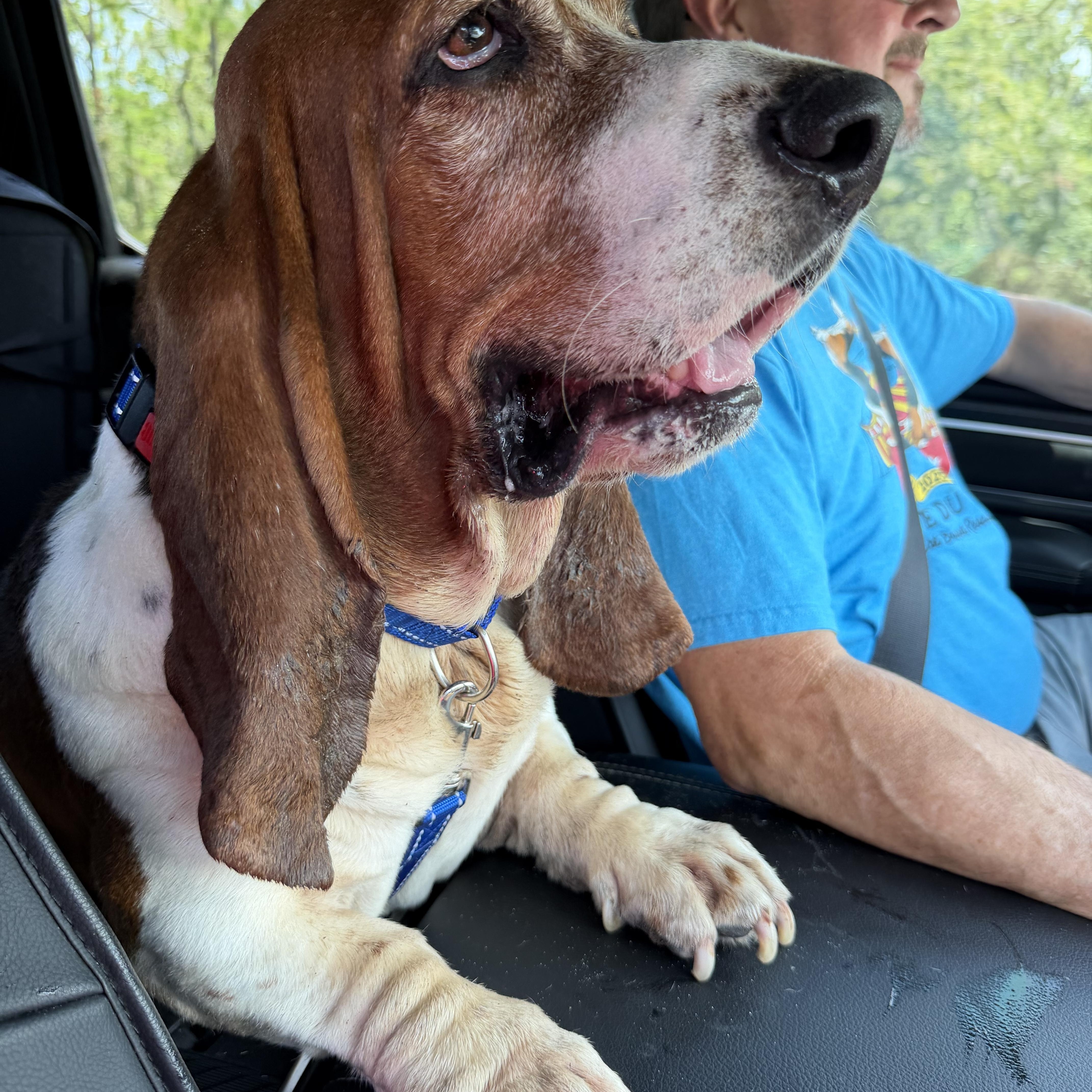 Loki, Adoptable, Adult Male Basset Hound.