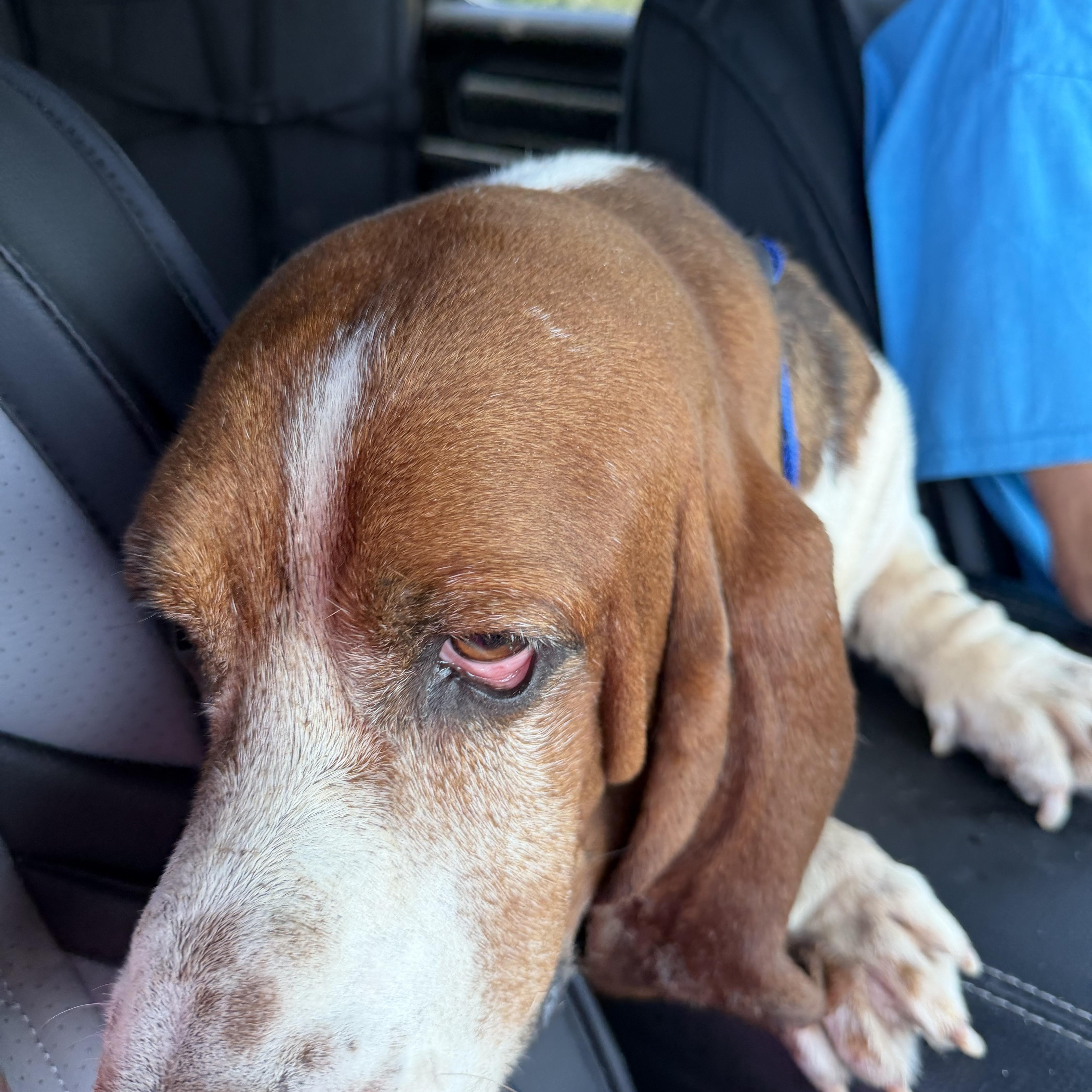 Loki, a Adoptable Basset Hound in Auburndale, FL image 3/4
