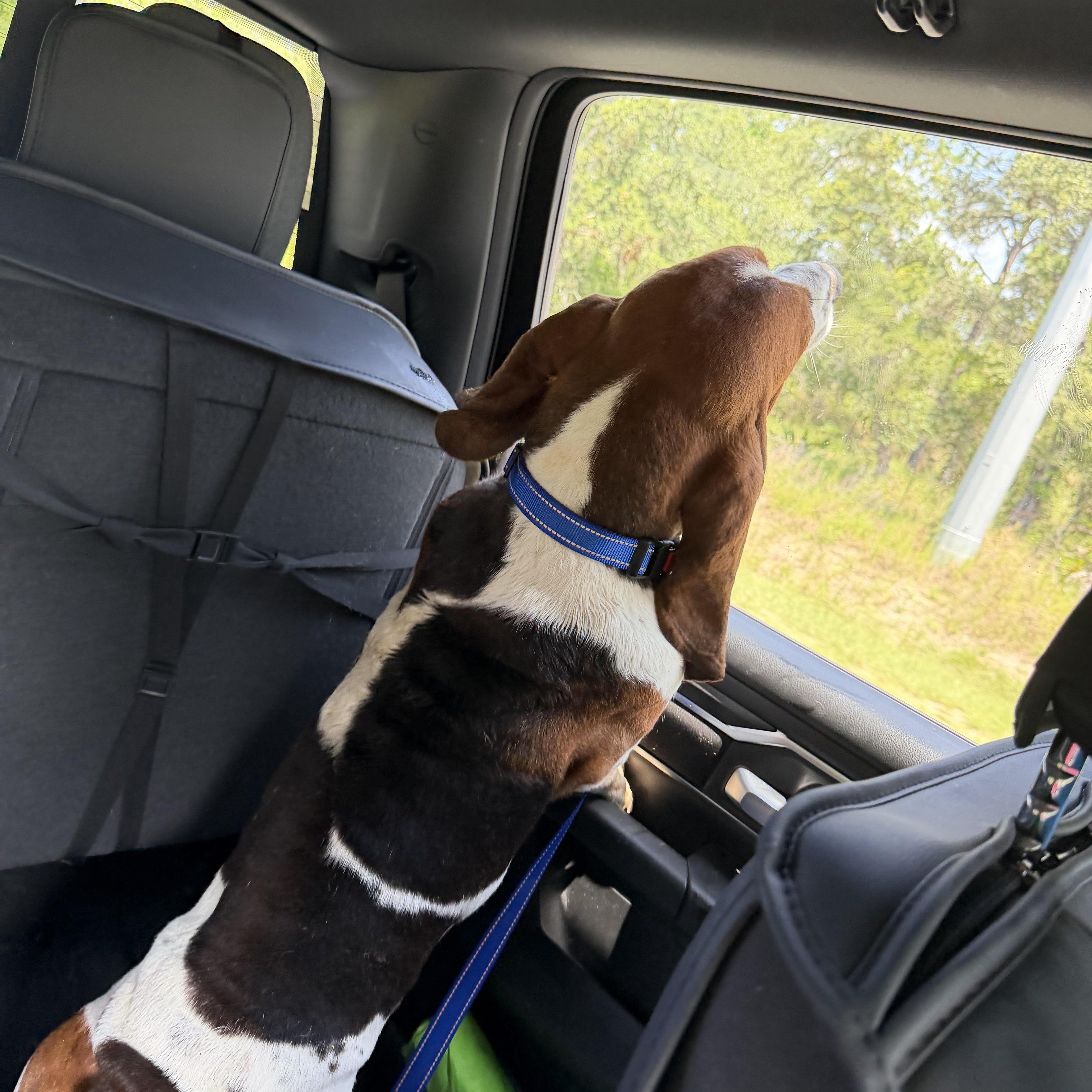 Loki, a Adoptable Basset Hound in Auburndale, FL image 2/4