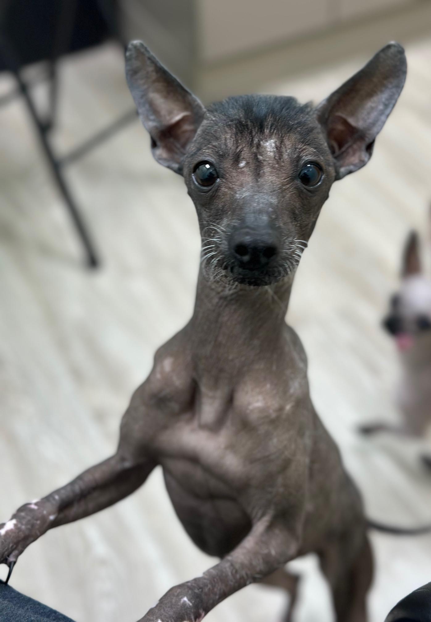 Otter, ADOPTABLE, Young Female Xoloitzcuintli / Mexican Hairless.