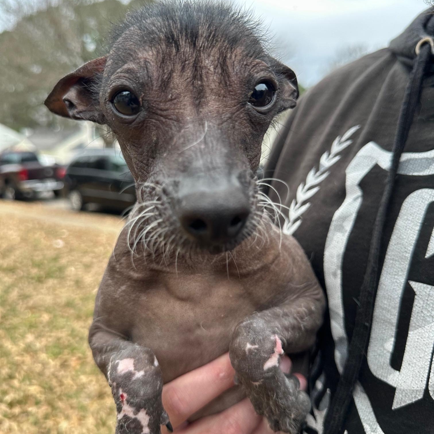 Enlarge Otter, a ADOPTABLE mixed breed in Atlanta, GA image 4/4