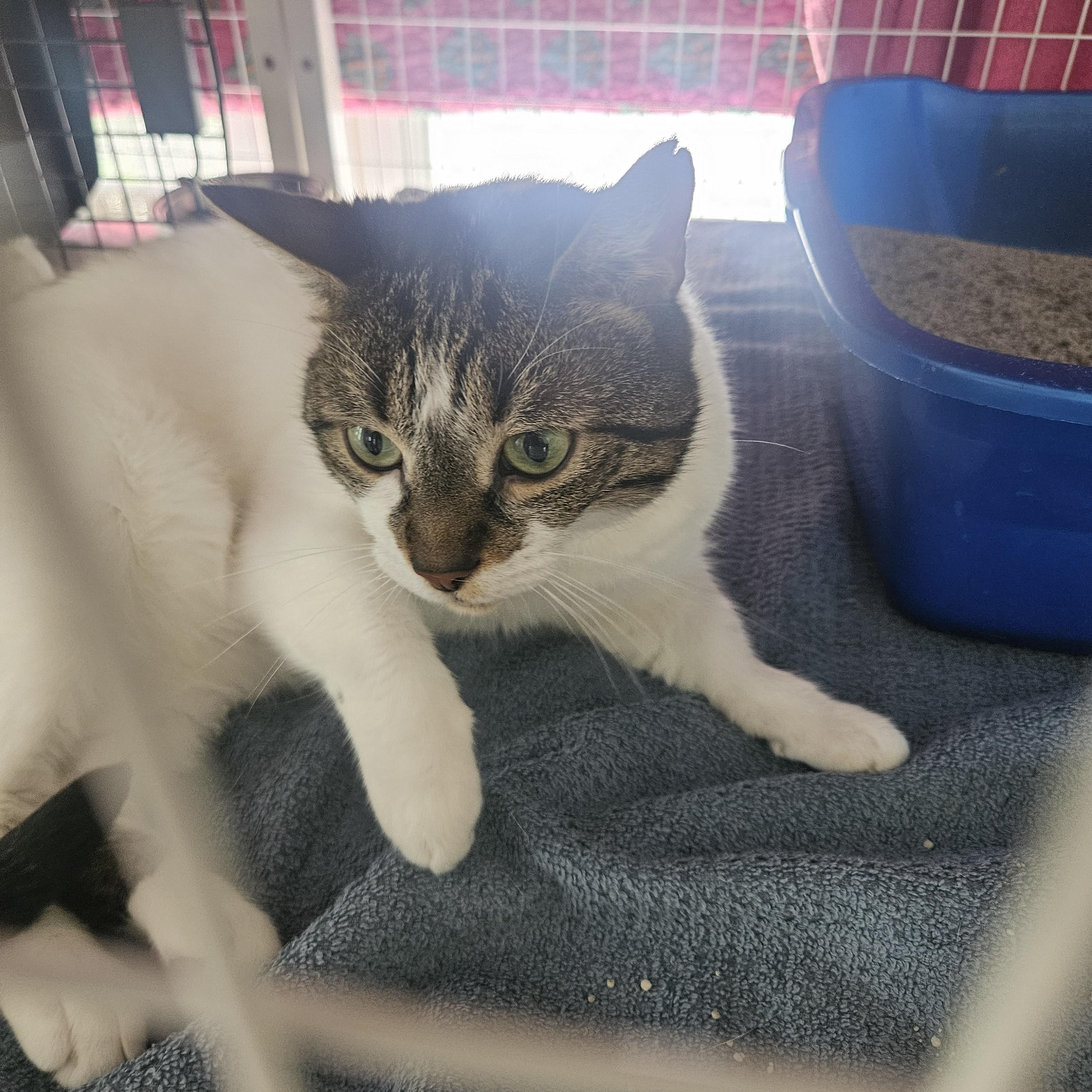 Enlarge Bahamas Mama (barn cat), a ADOPTABLE Domestic Short Hair in Melbourne, FL image 1/4