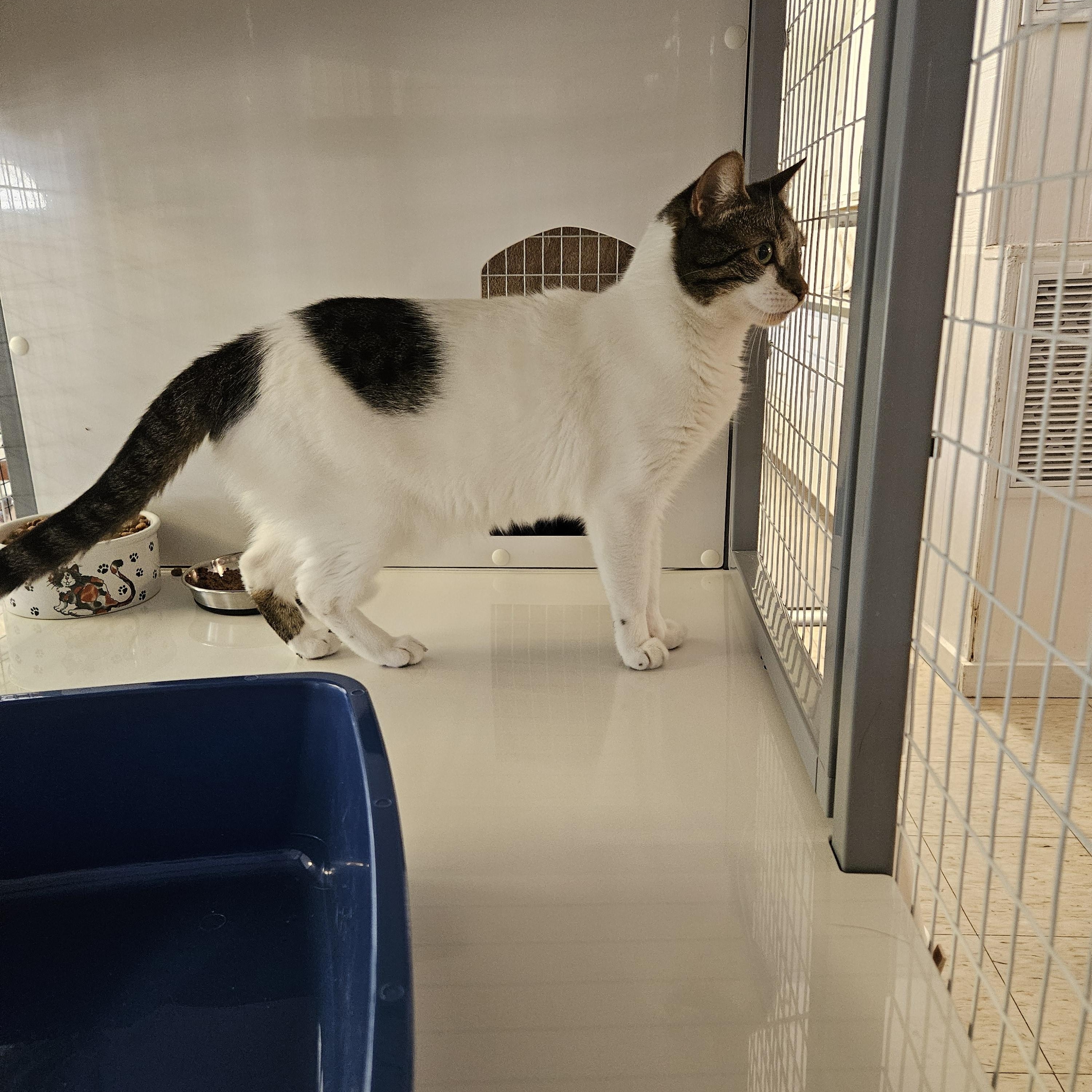 Enlarge Bahamas Mama (barn cat), a ADOPTABLE Domestic Short Hair in Melbourne, FL image 4/4