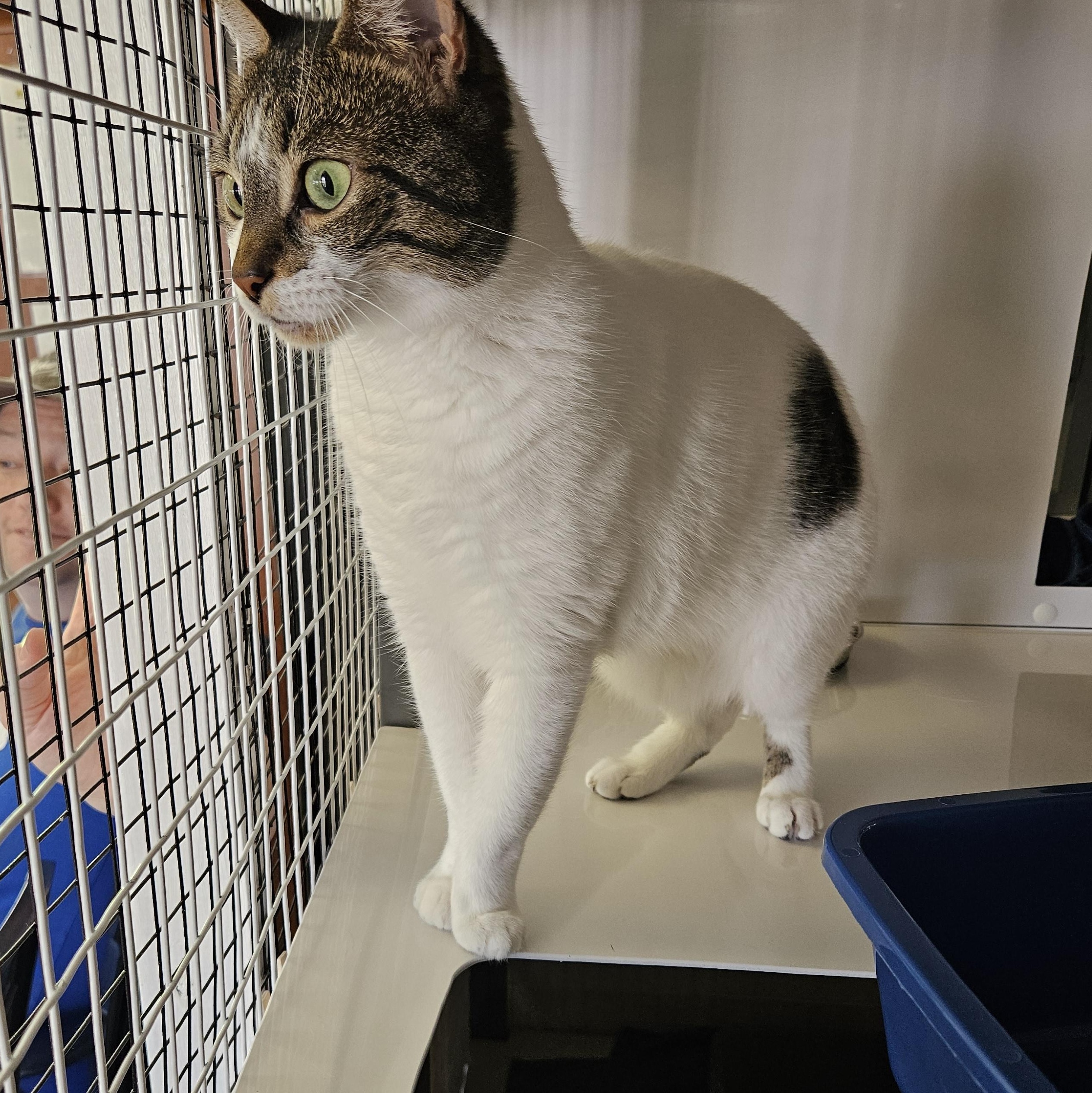 Enlarge Bahamas Mama (barn cat), a ADOPTABLE Domestic Short Hair in Melbourne, FL image 3/4