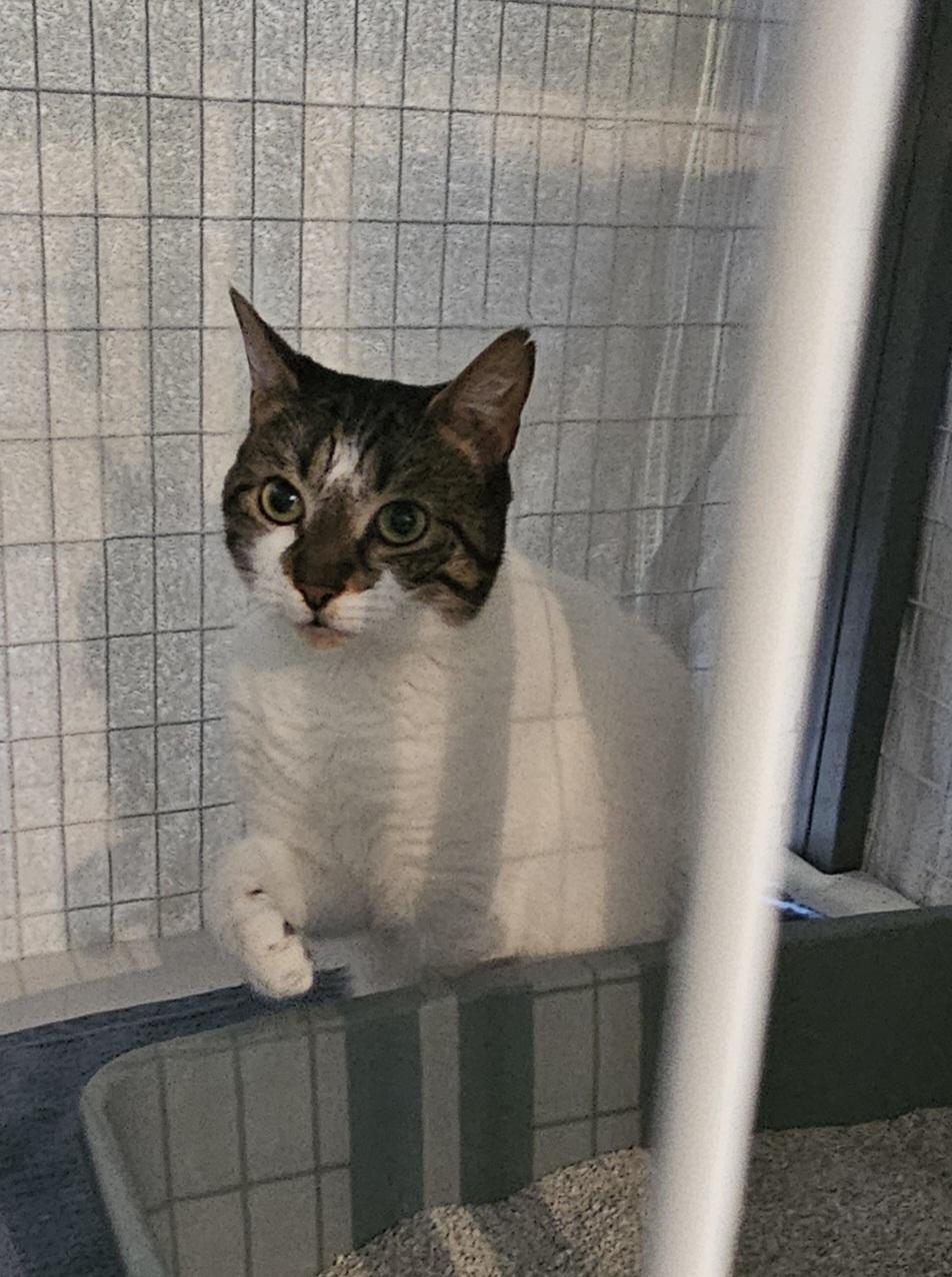 Enlarge Bahamas Mama (barn cat), a ADOPTABLE Domestic Short Hair in Melbourne, FL image 2/4