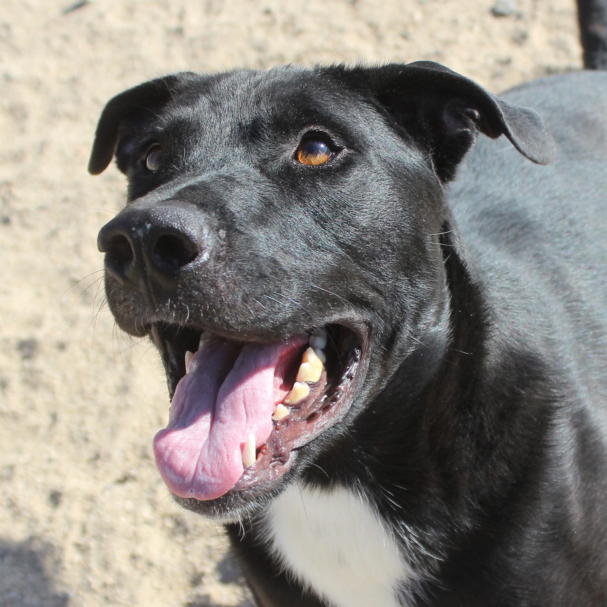 Enlarge Bellmont, a Adoptable mixed breed in Yucca Valley, CA image 1/6