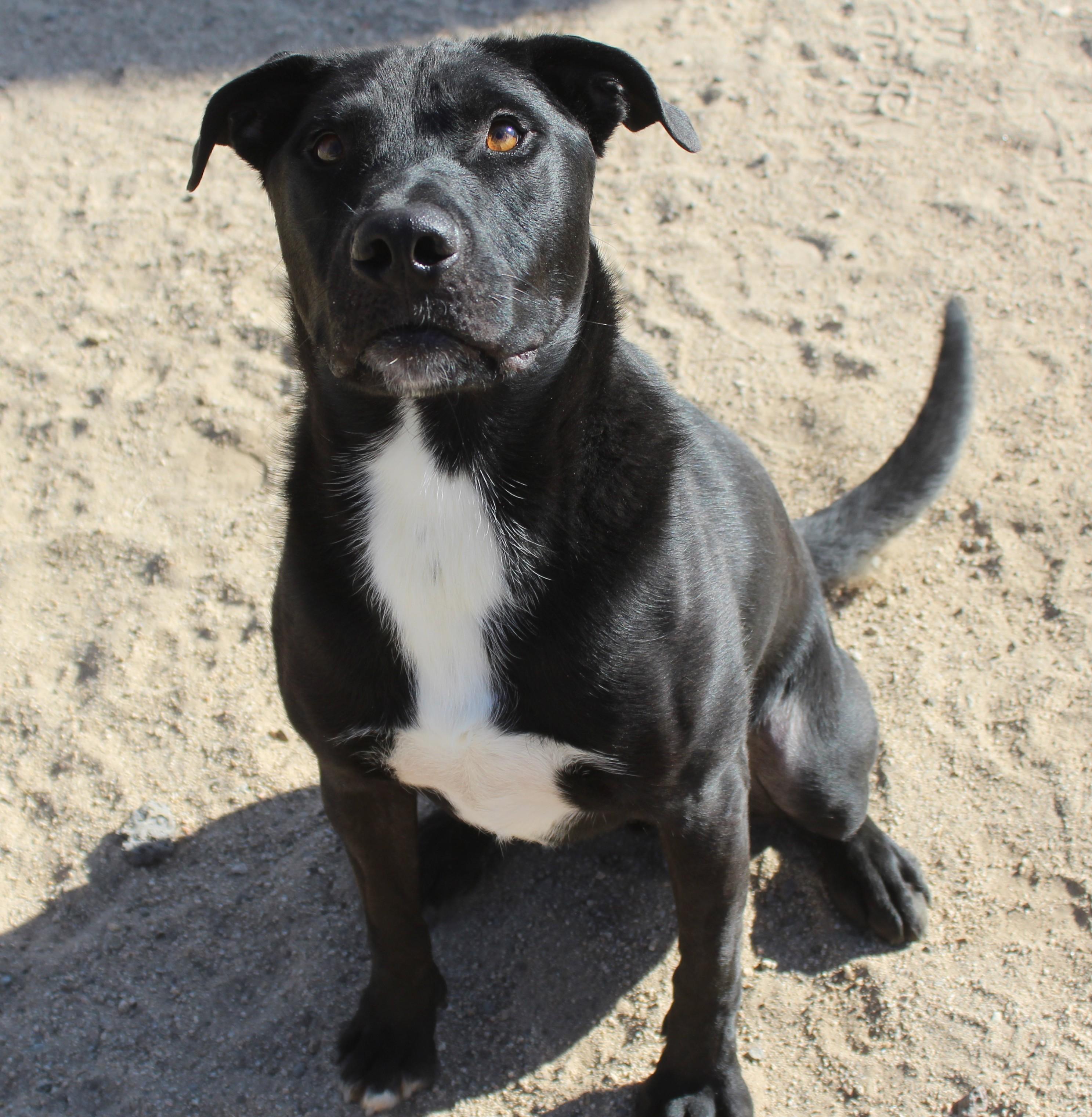 Enlarge Bellmont, a Adoptable mixed breed in Yucca Valley, CA image 3/6