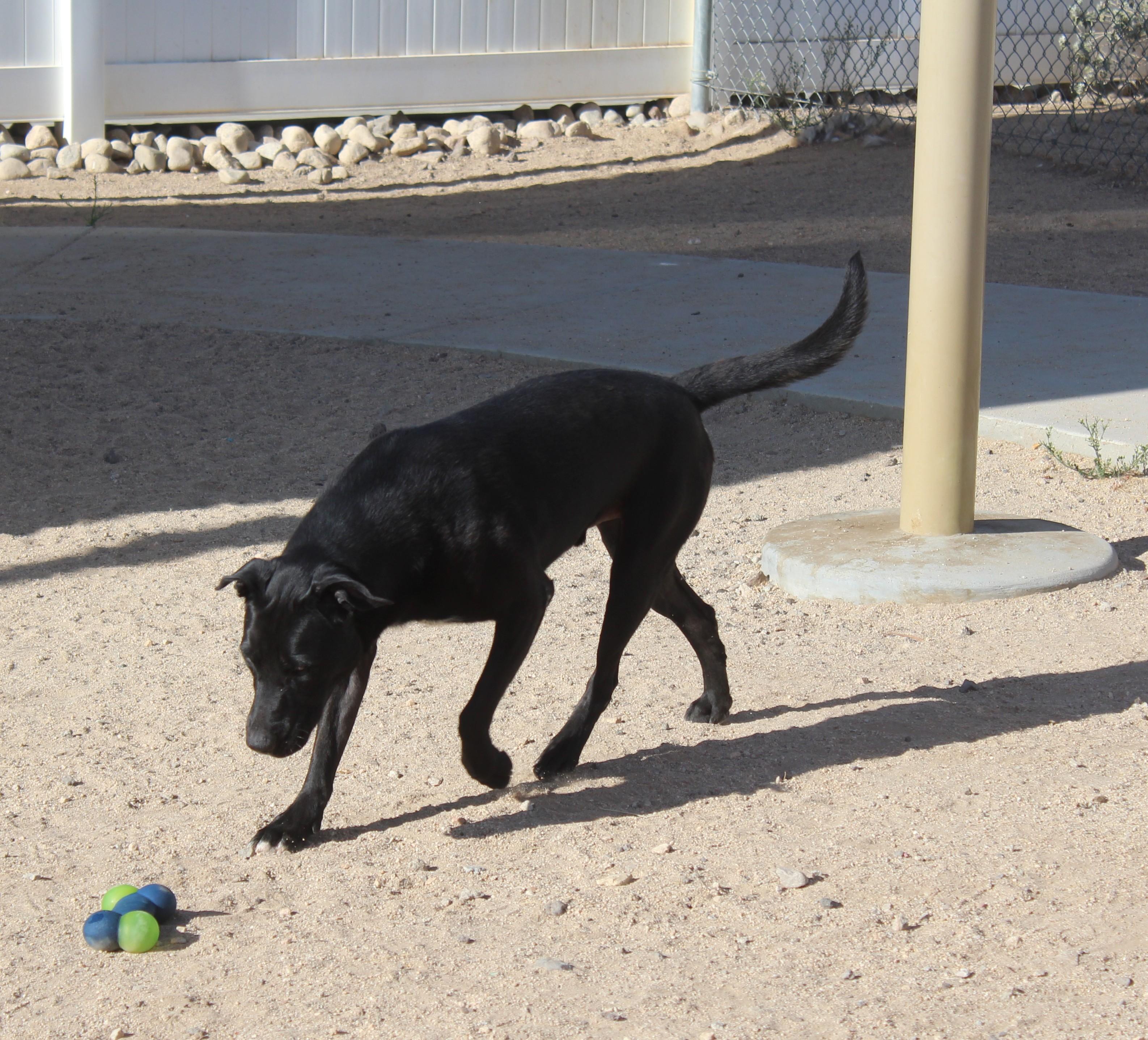 Enlarge Bellmont, a Adoptable mixed breed in Yucca Valley, CA image 4/6