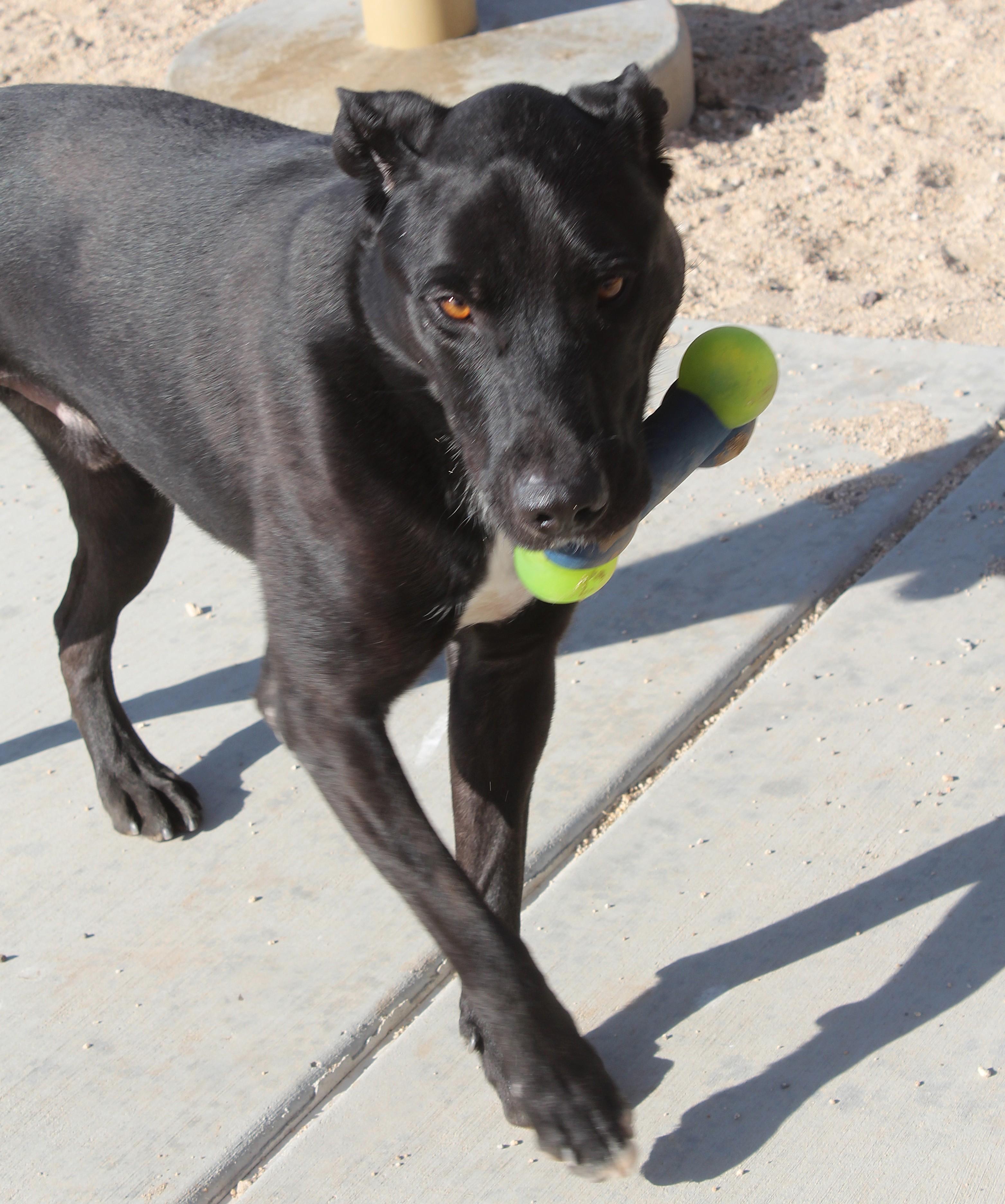 Enlarge Bellmont, a Adoptable mixed breed in Yucca Valley, CA image 5/6
