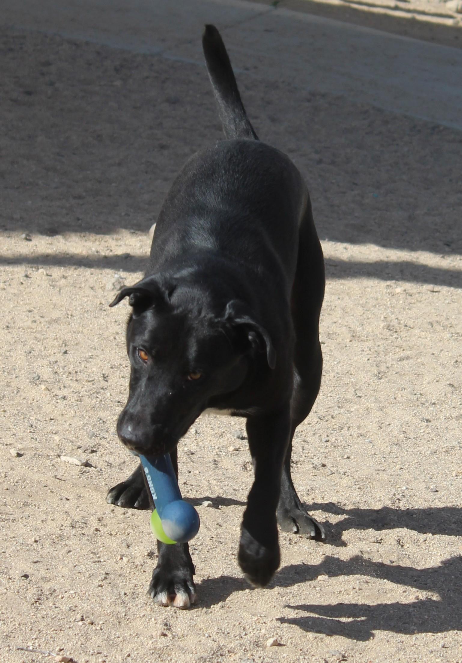 Enlarge Bellmont, a Adoptable mixed breed in Yucca Valley, CA image 2/6