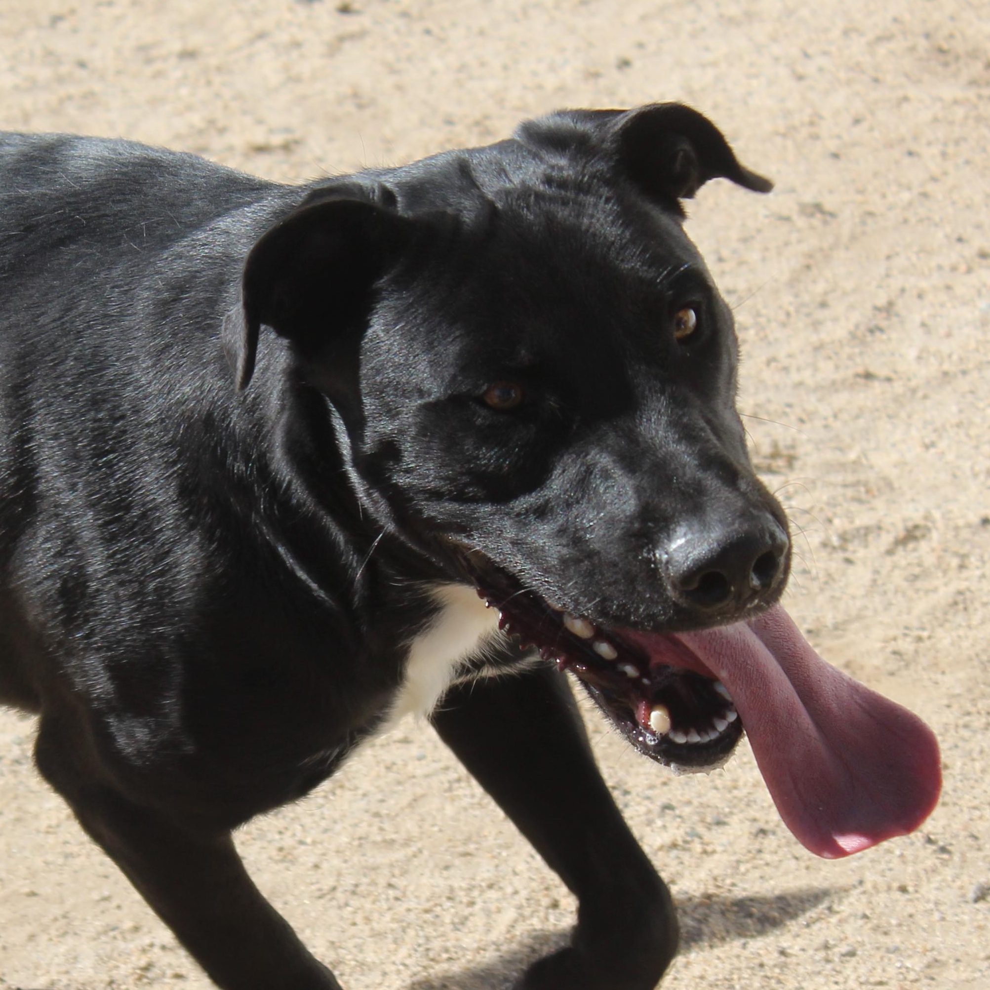 Bellmont, a Adoptable mixed breed in Yucca Valley, CA image 1/2
