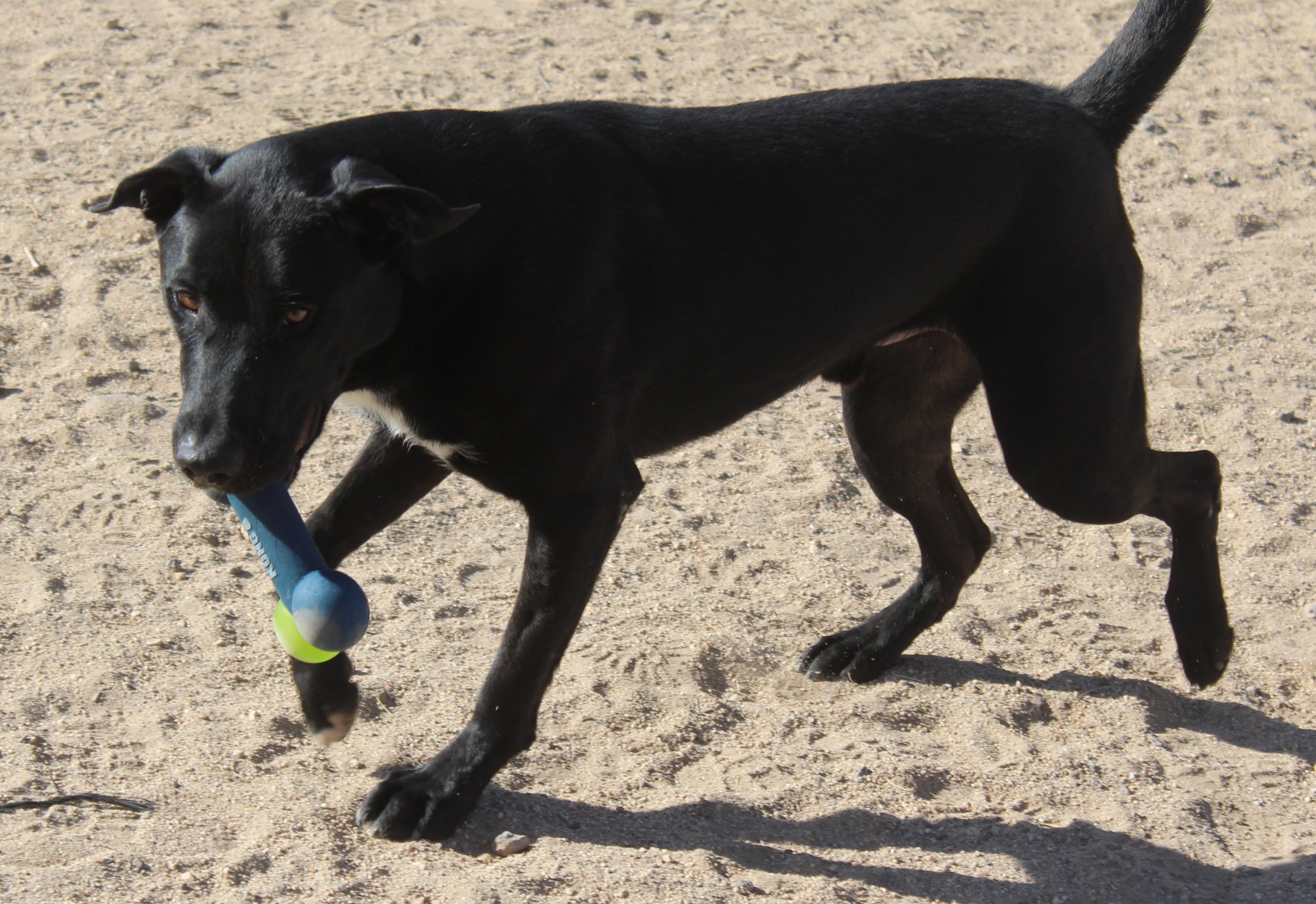 Enlarge Bellmont, a Adoptable mixed breed in Yucca Valley, CA image 6/6