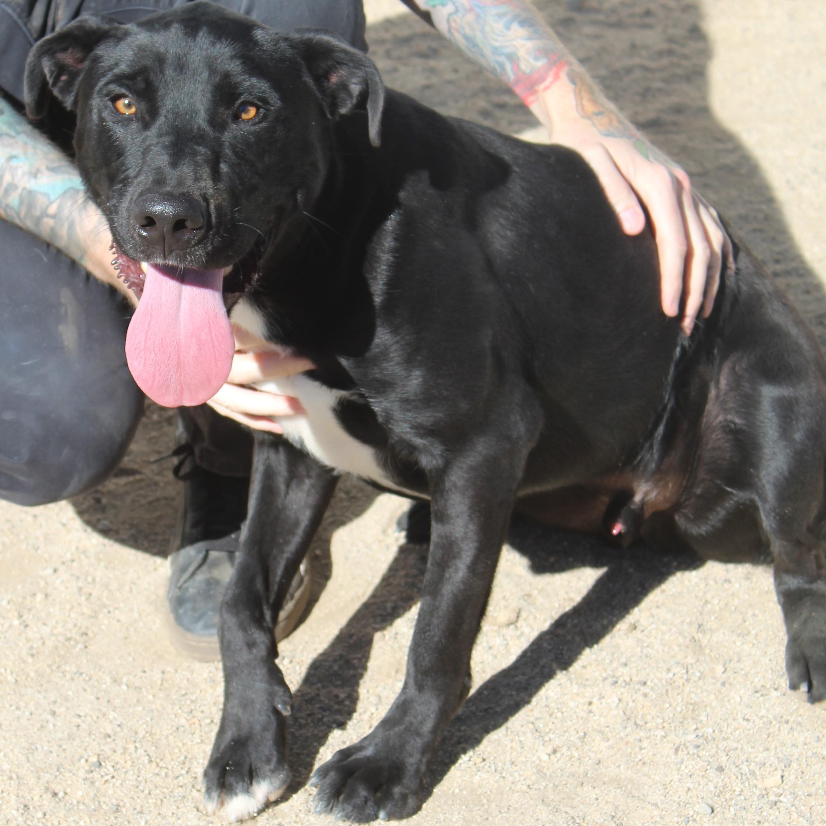 Bellmont, a Adoptable mixed breed in Yucca Valley, CA image 2/2