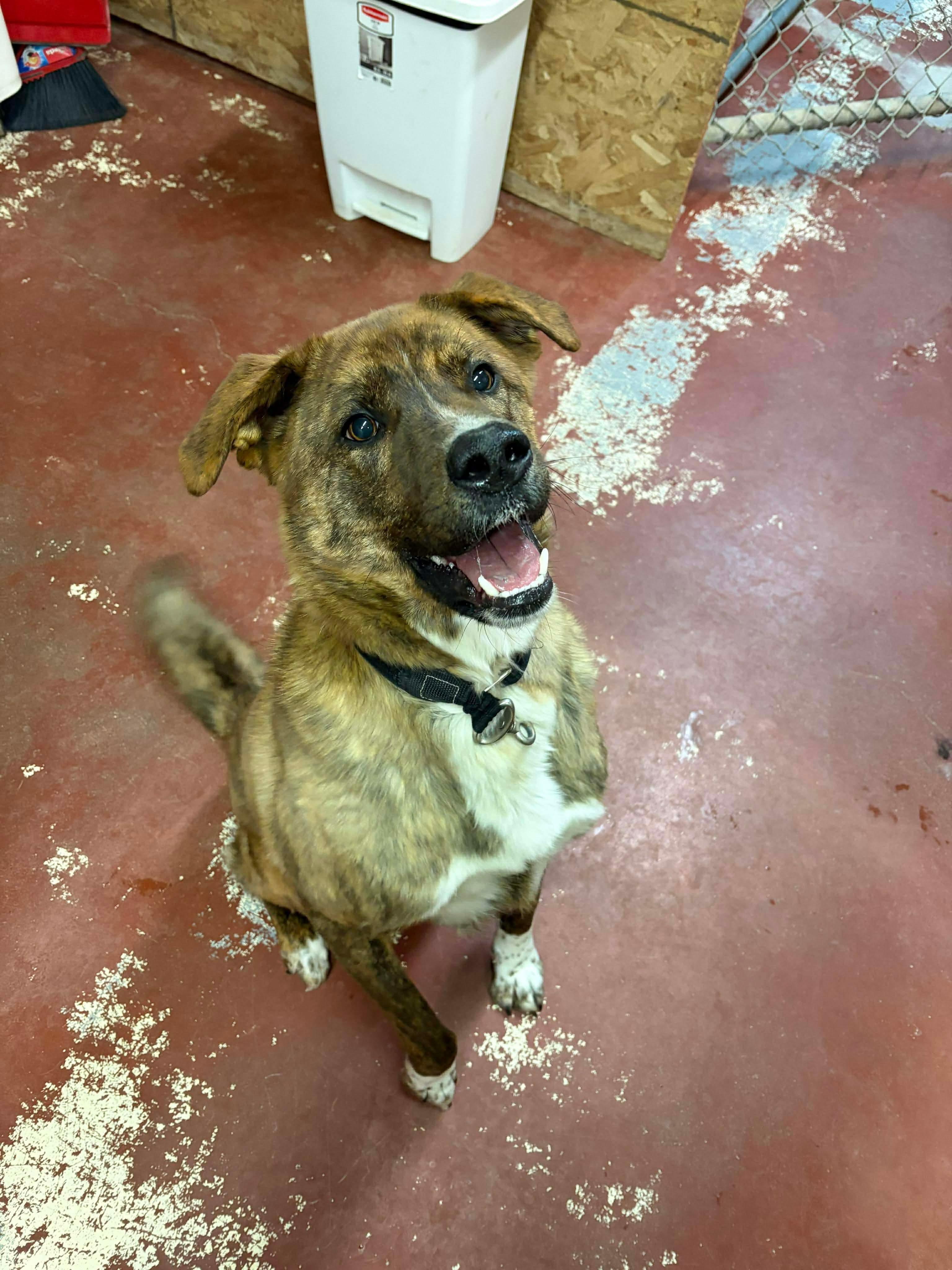 Enlarge Max, a ADOPTABLE mixed breed in Hay River, NT image 5/6
