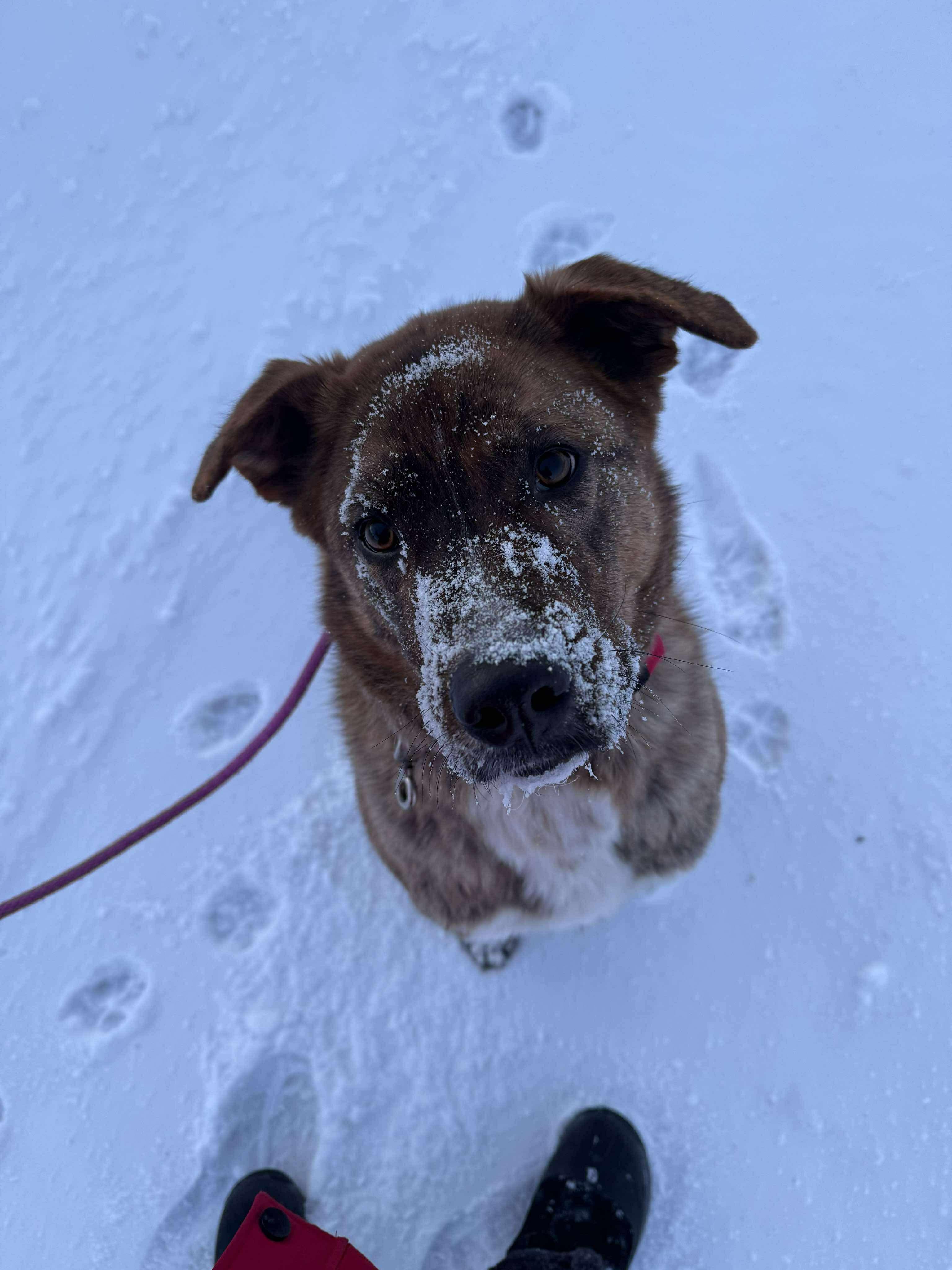 Enlarge Max, a ADOPTABLE mixed breed in Hay River, NT image 3/6