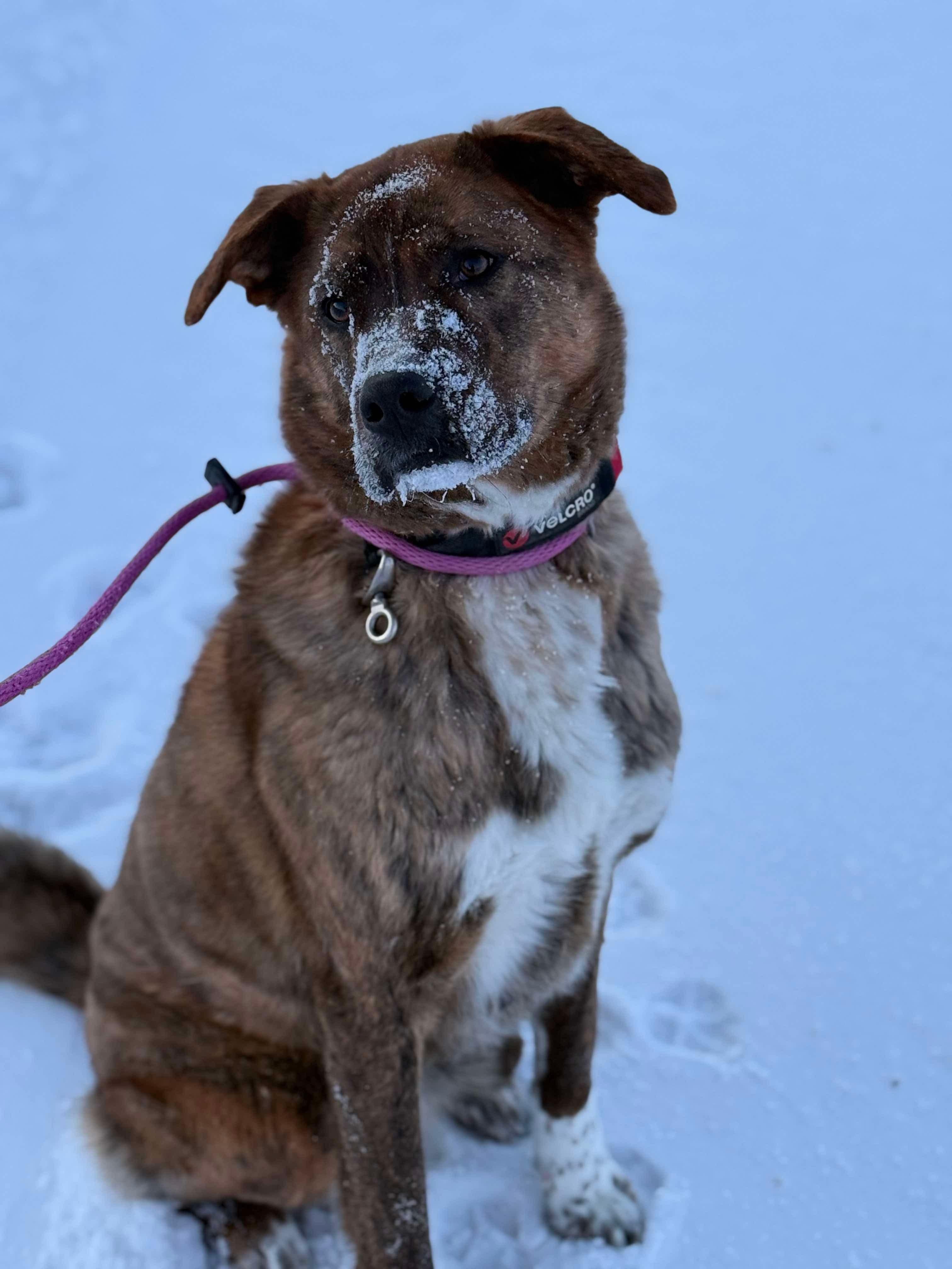Enlarge Max, a ADOPTABLE mixed breed in Hay River, NT image 2/6