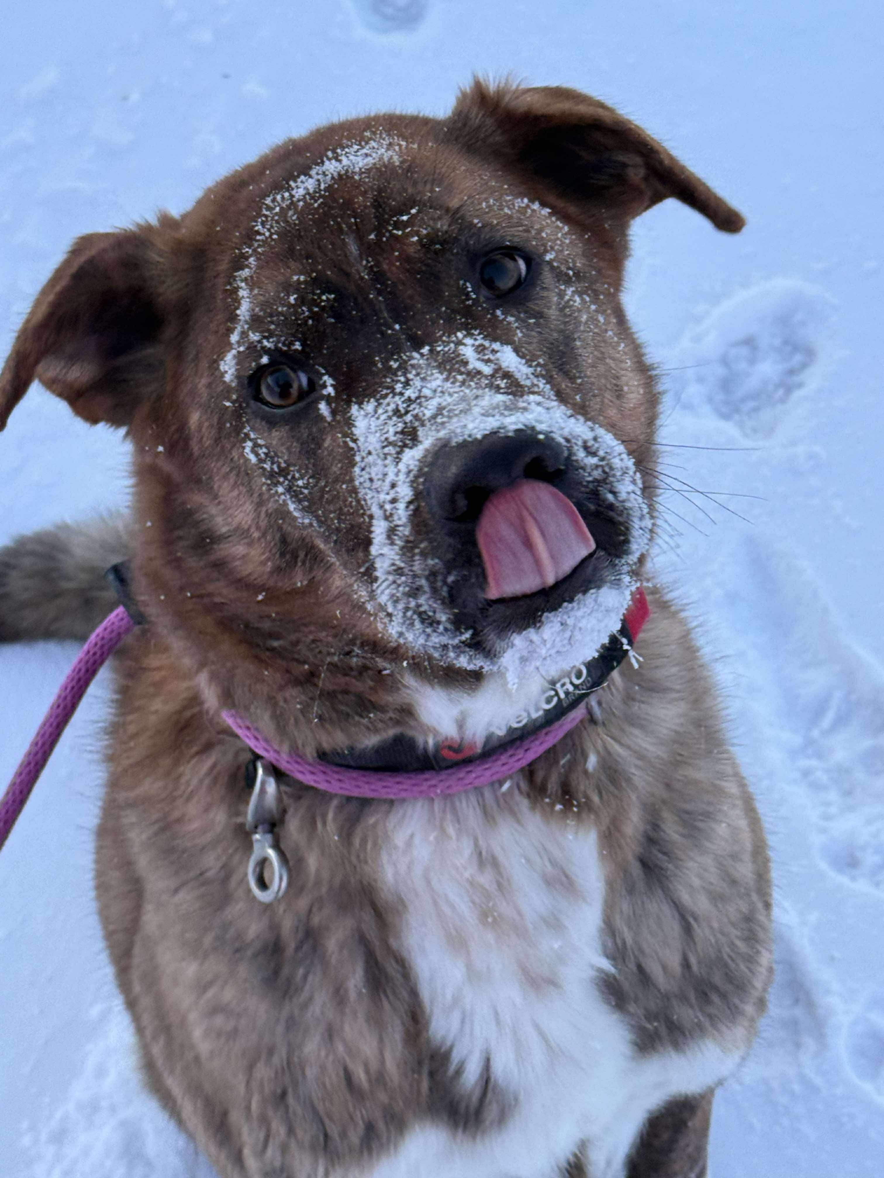 Enlarge Max, a ADOPTABLE mixed breed in Hay River, NT image 4/6