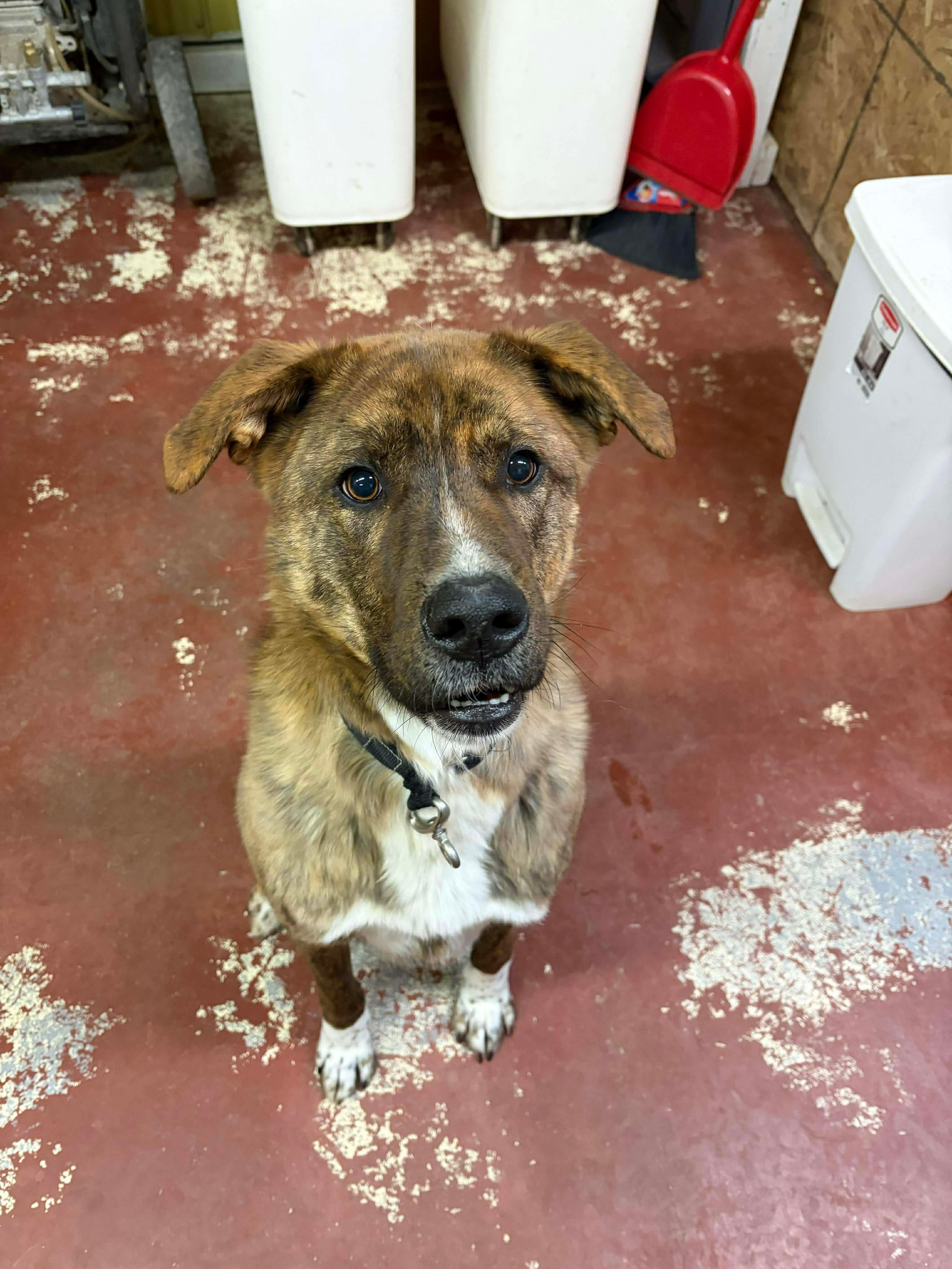 Enlarge Max, a ADOPTABLE mixed breed in Hay River, NT image 1/6