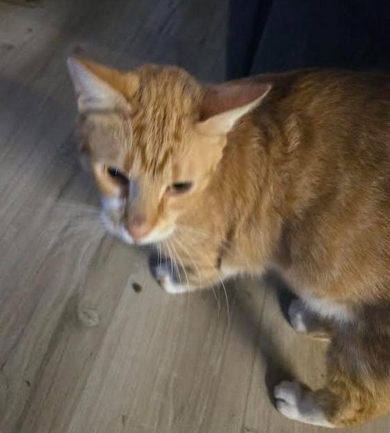 Simon, Adoptable, Adult Male Domestic Short Hair.