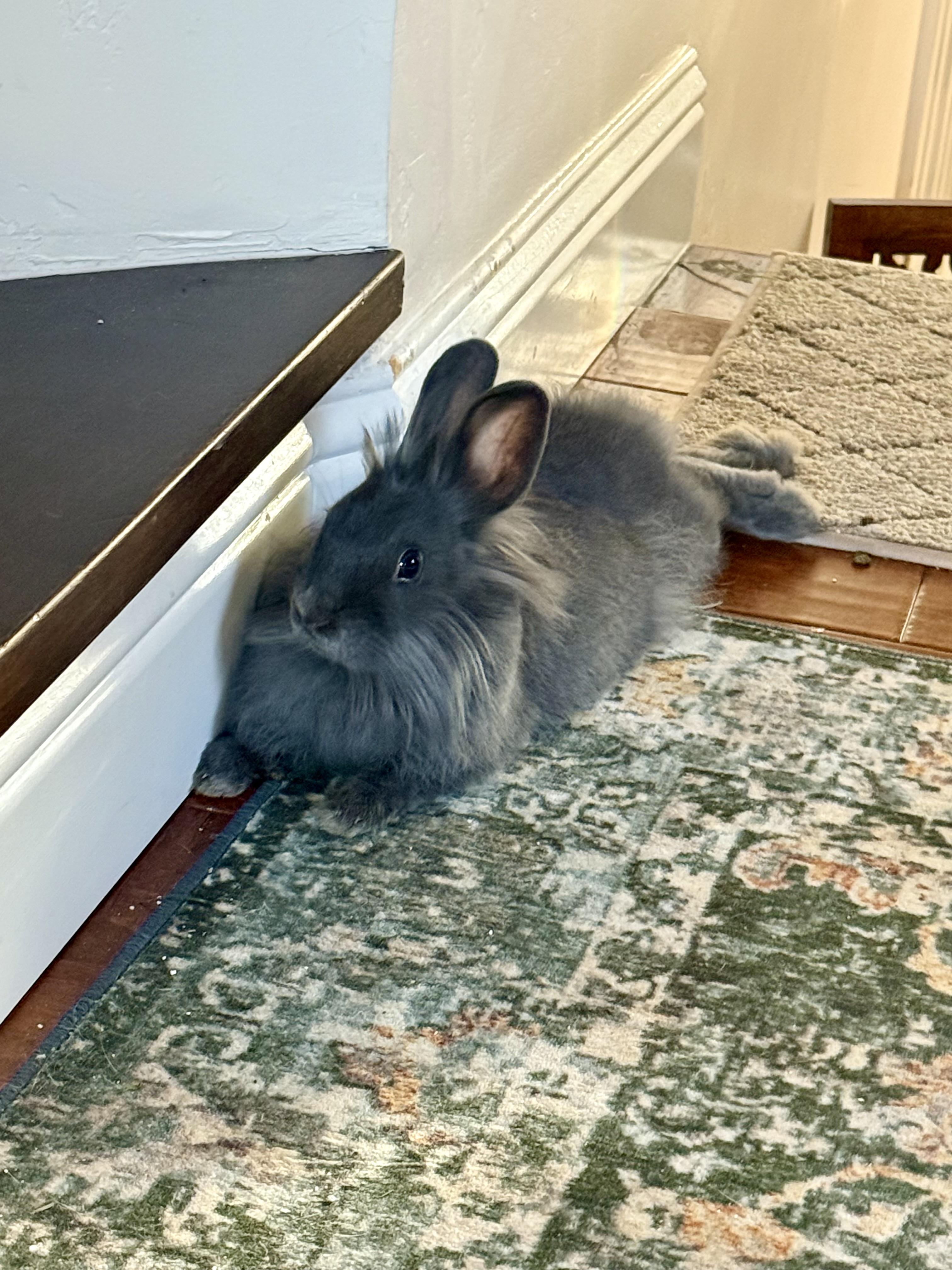 Enlarge Wren, a ADOPTABLE mixed breed in Rancho Cordova, CA image 3/4