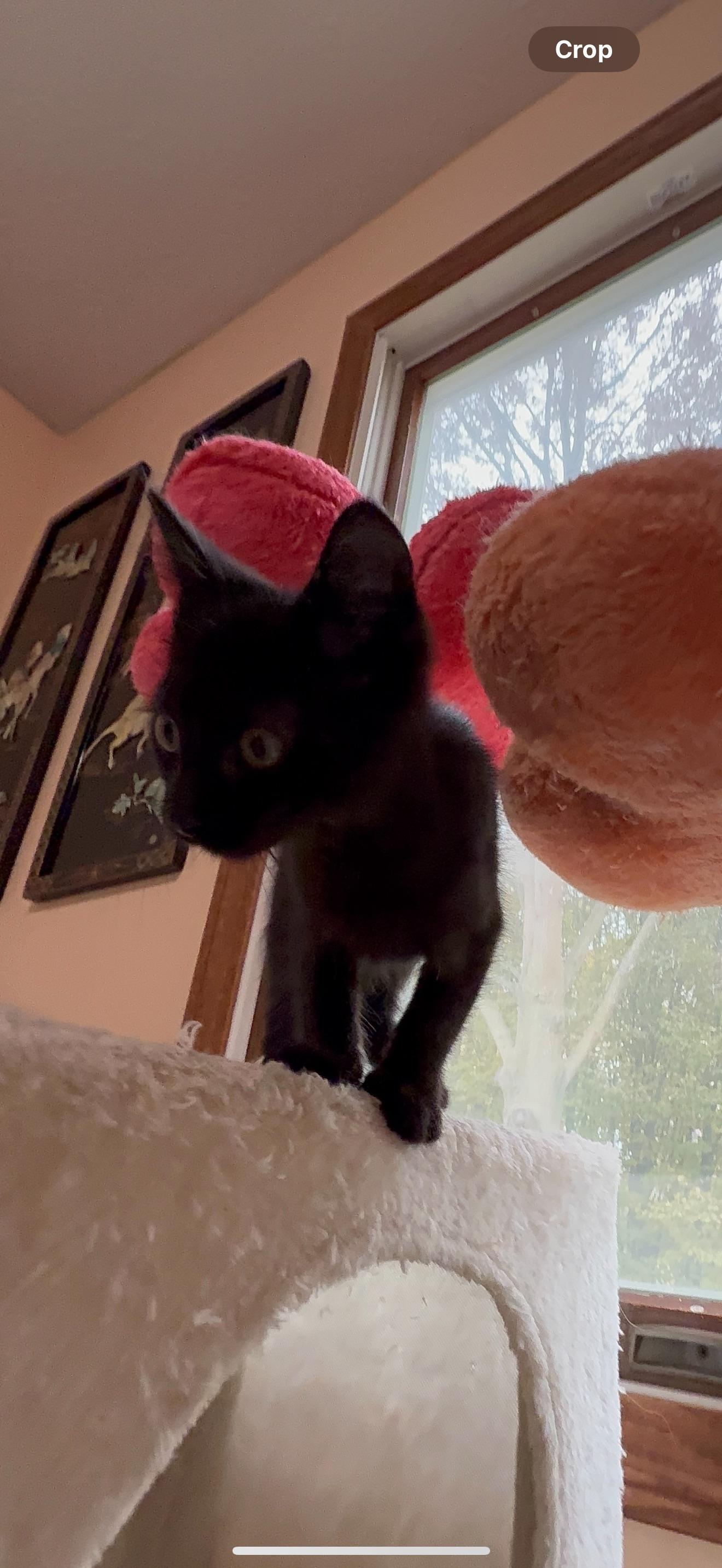 Nyx, ADOPTABLE, Kitten Female Domestic Short Hair.