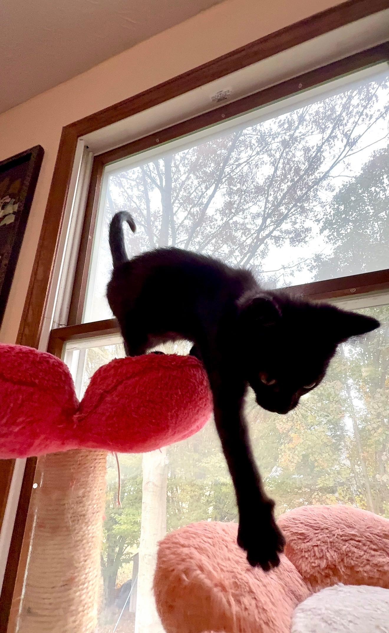 Enlarge Nyx, a ADOPTABLE Domestic Short Hair in Hartville, OH image 2/3