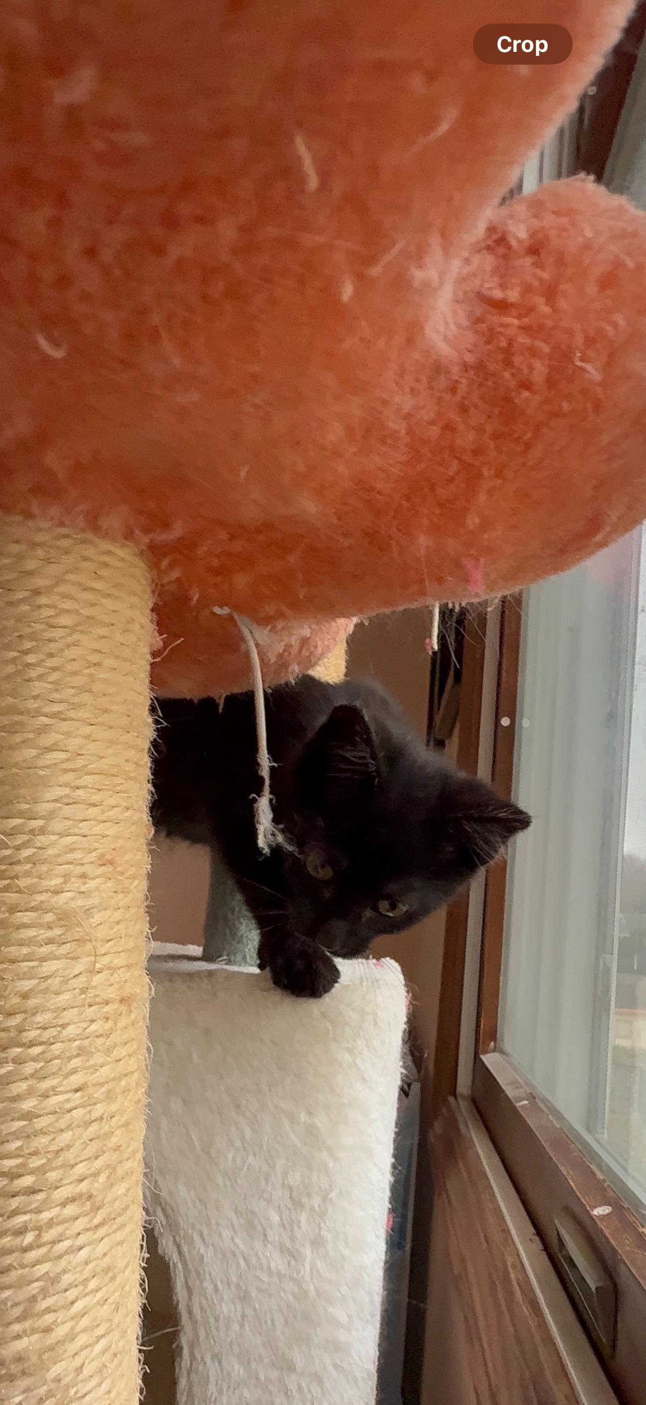 Enlarge Nyx, a ADOPTABLE Domestic Short Hair in Hartville, OH image 3/3