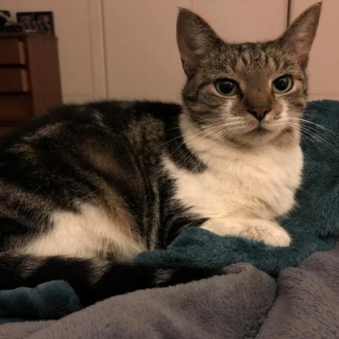 Maybel, Adoptable, Senior Female Domestic Short Hair.