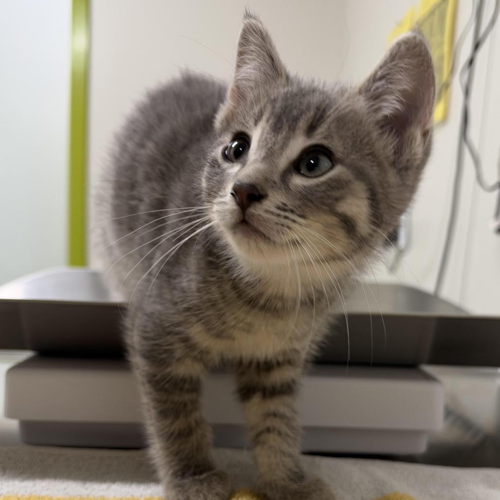 Skol Boy, Adoptable, Kitten Male Domestic Short Hair.