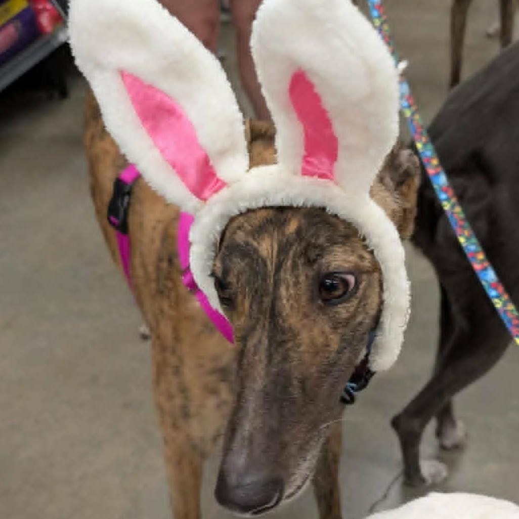 Enlarge Mocktail (Moxie), a ADOPTABLE Greyhound in North Port, FL image 3/4