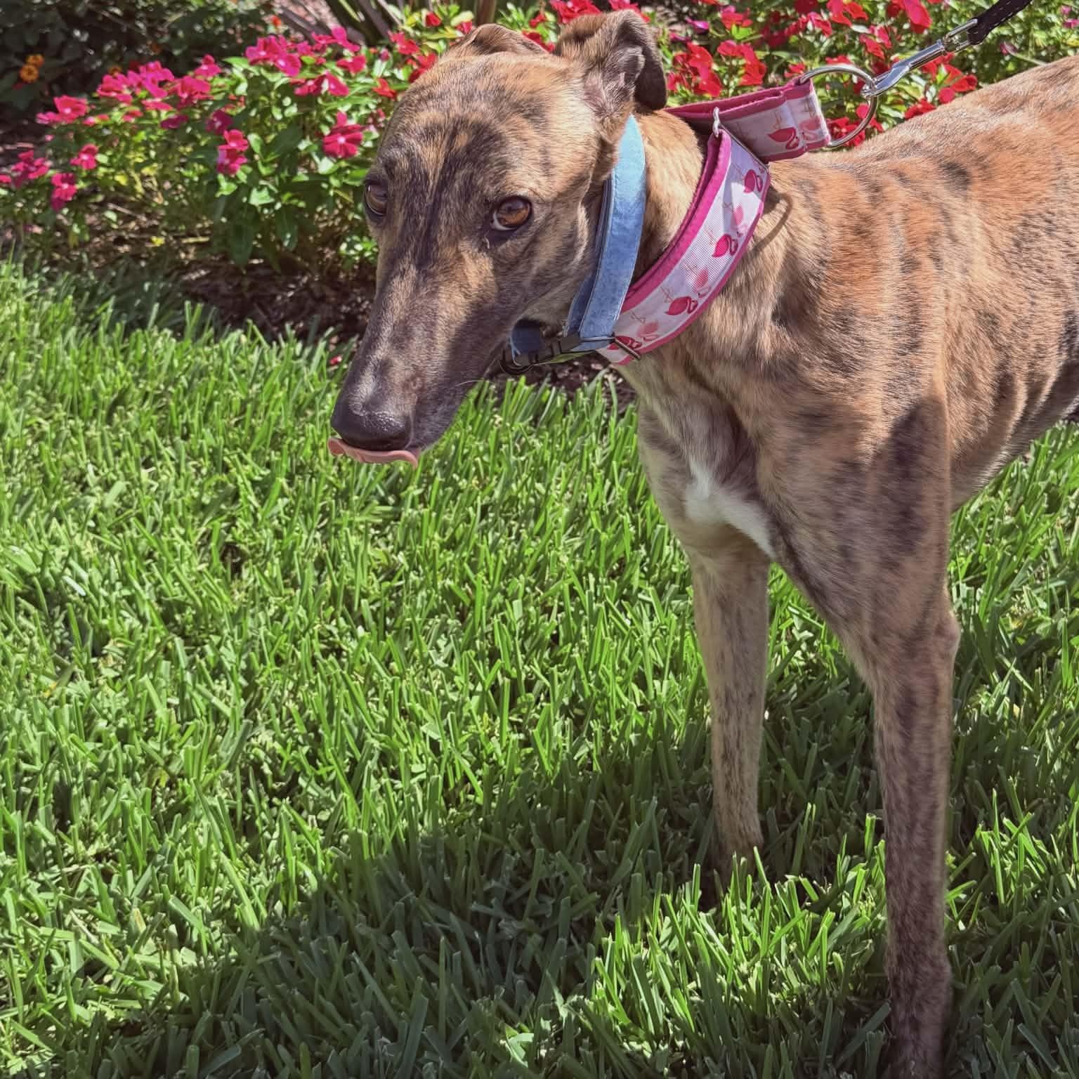 Enlarge Mocktail (Moxie), a ADOPTABLE Greyhound in North Port, FL image 2/4