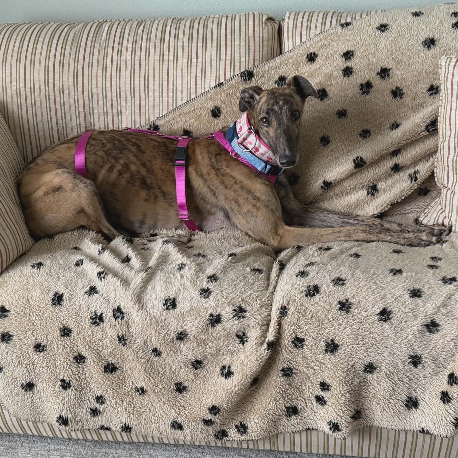 Enlarge Mocktail (Moxie), a ADOPTABLE Greyhound in North Port, FL image 4/4