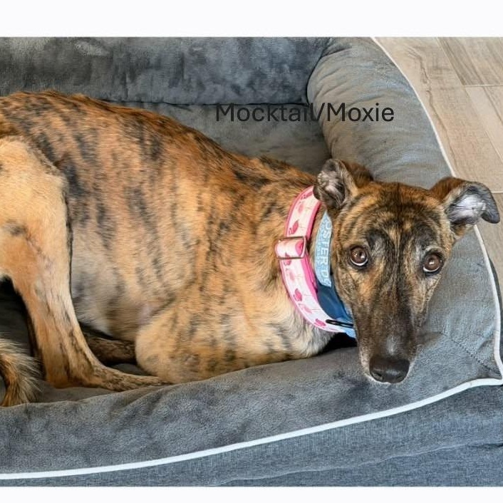 Mocktail (Moxie), ADOPTABLE, Adult Female Greyhound.