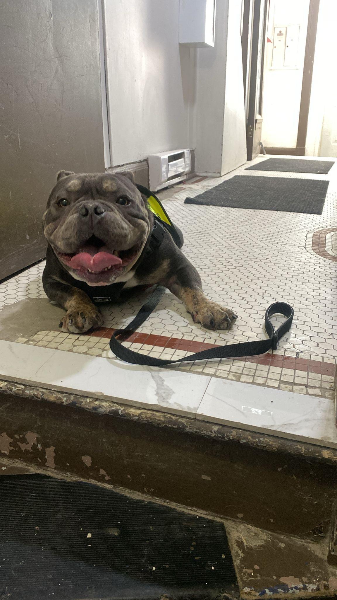 Enlarge Chonk Norris, a ADOPTABLE mixed breed in London, ON image 1/1