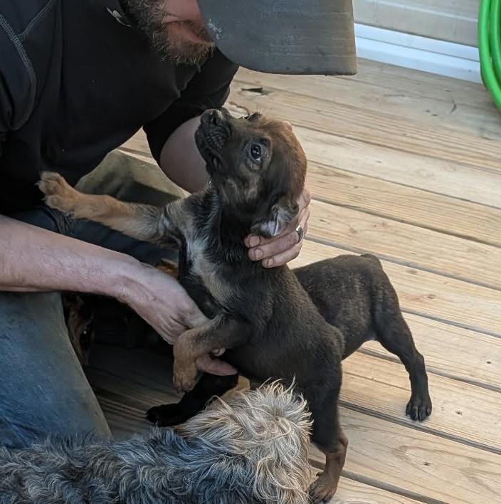 Enlarge Prissy, an adopted mixed breed in Dubuque, IA image 2/6