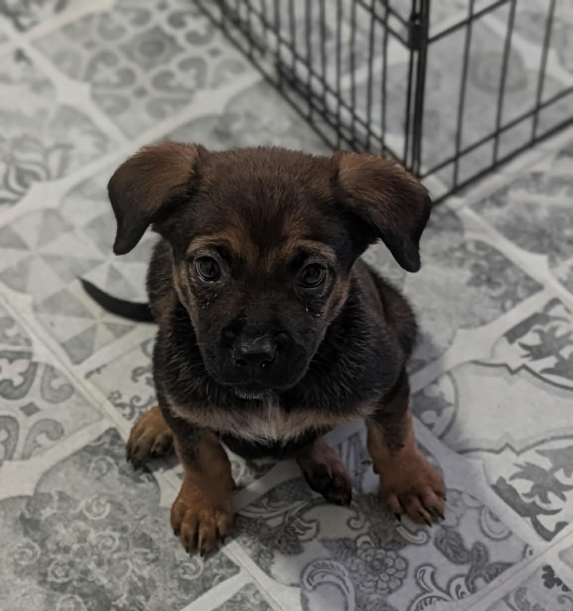 Prissy, adopted, Puppy Female Catahoula Leopard Dog & Black Labrador Retriever.