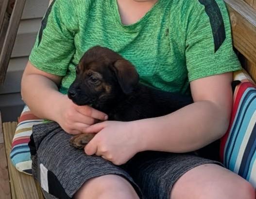 Enlarge Prissy, an adopted mixed breed in Dubuque, IA image 6/6